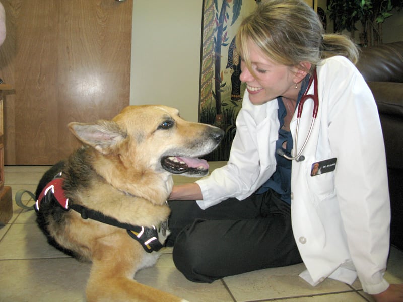 Dr. Mullins examines Jerry Dawg at Animal Hospital Center Denver CO