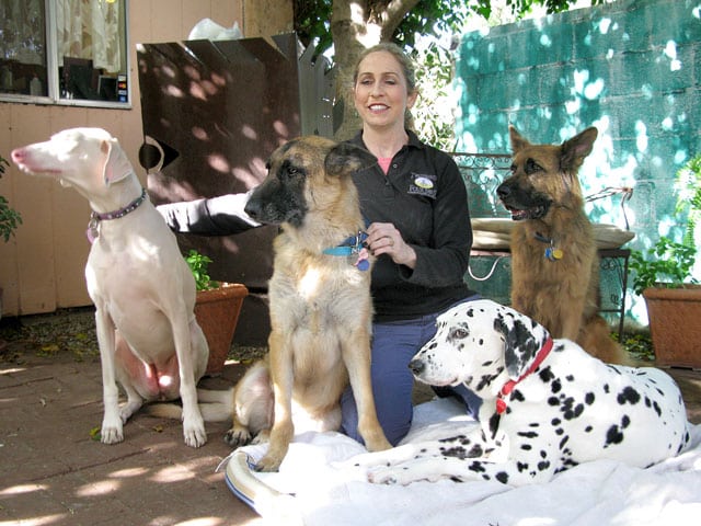 Two Hands Four Paws Canine Massage Therapy Los Angeles