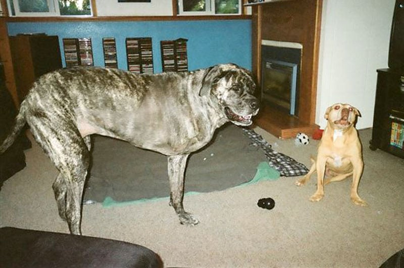 Three Legged Big Dog Tazzie
