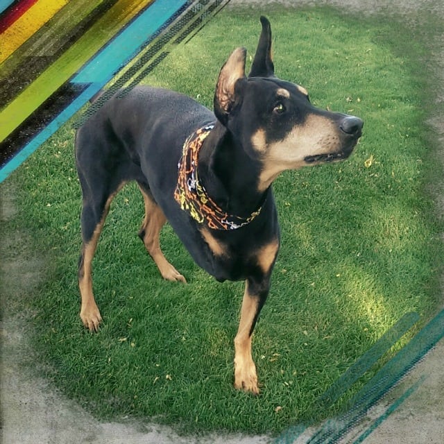 Doberman, dog, Tripawd