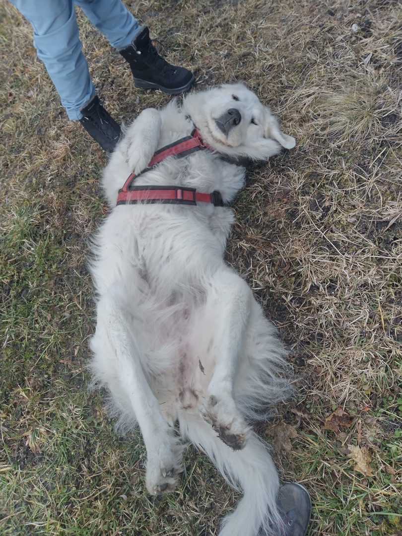 Senior giant breed Pyrenees Tripawd Paulina