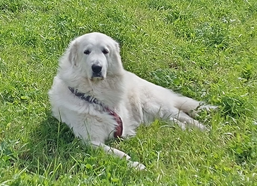 three-legged Pyrenees Tripawd Paulina