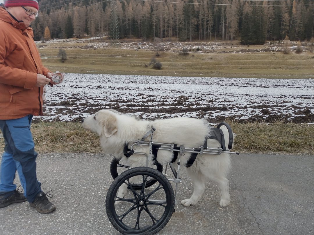 giant breed three-legged dog in wheelchair
