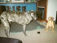 Three Legged Big Dog Tazzie
