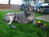 Giant Breed Three Legged Mastiff Tazzie