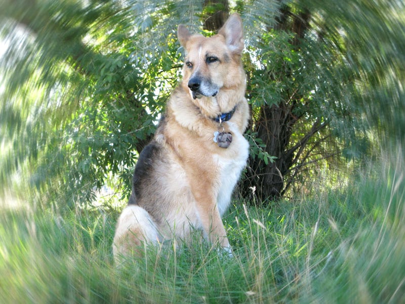 canine cancer survivor our hero Jerry