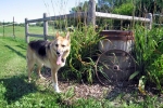 Posing as a farm dog at Schwabenlander Ranch
