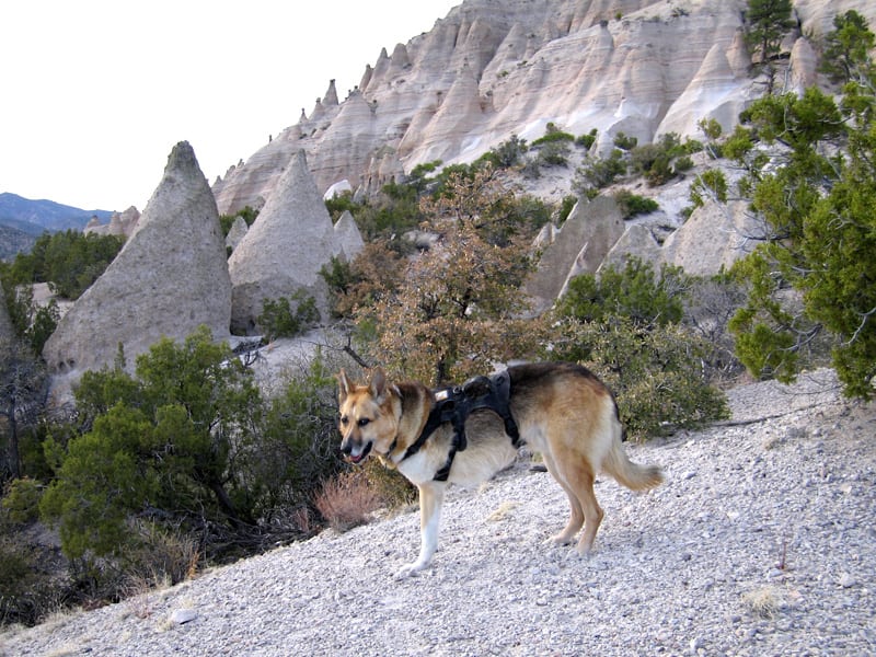 Three Legged Dog hikes Tent Rocks National Monument in New Mexico
