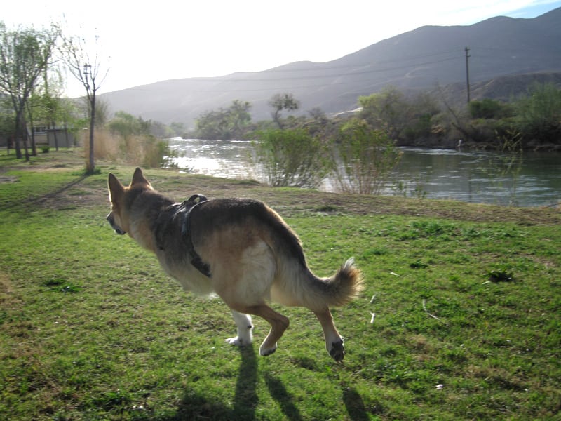 Tripawd, avoid, injury, recovery, strength