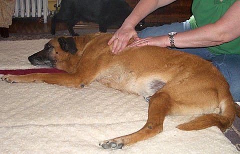 Veterinary Massage