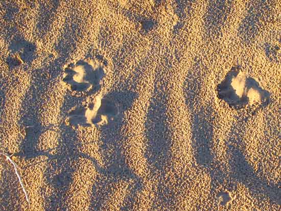 Wyatt's Tripawd Pawprints in the Sand