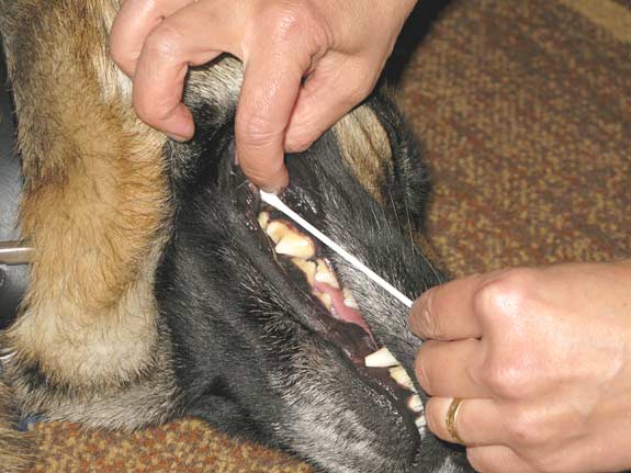Dog DNA Test