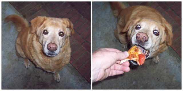tripawd, recovery, food, Mattie
