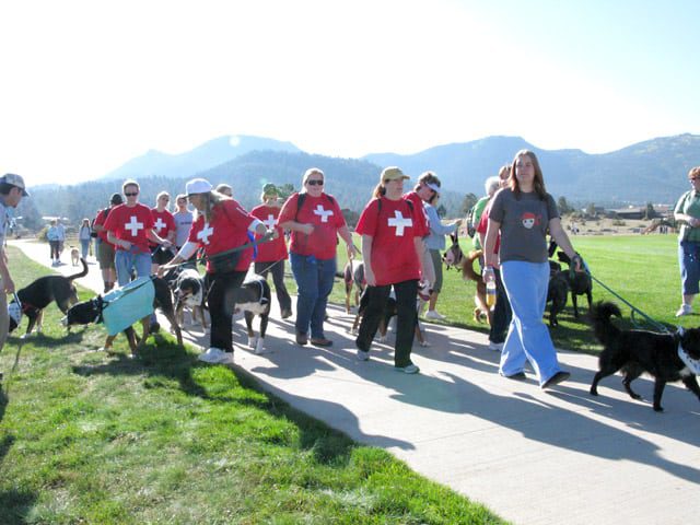 Team Swissies at K9K Walk Estes Park, CO