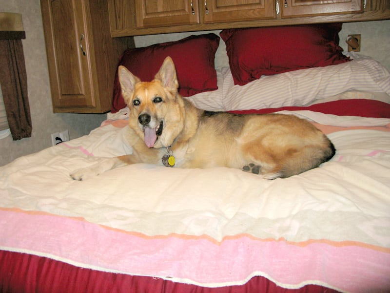 Canine Cancer Hero Jerry