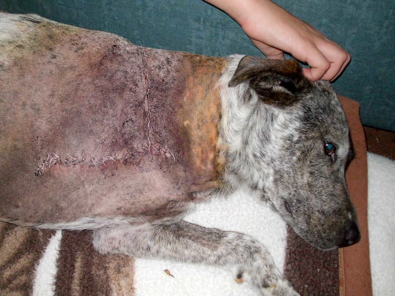 Three-Legged Aussie Dog Rage After Amputation
