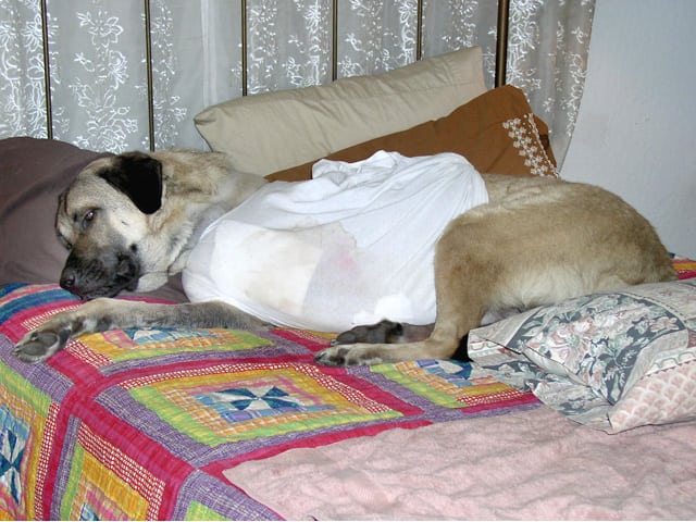 T-shirt helps three legged dog Cemil heal from amputation