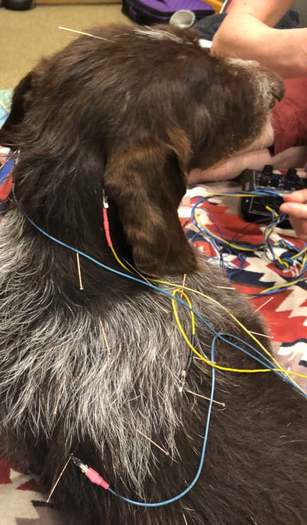 Axle Gets Acupuncture