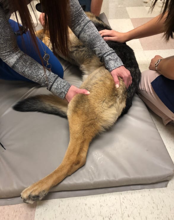 Tripawd physical therapy