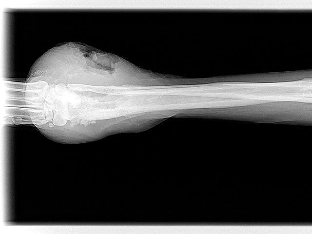 Osteosarcoma Dog Bone Cancer xray at 2 months without amputation