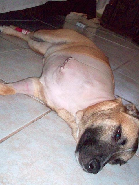 three legged dog zoey after amputation
