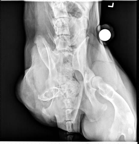 Rear leg amputee x-ray