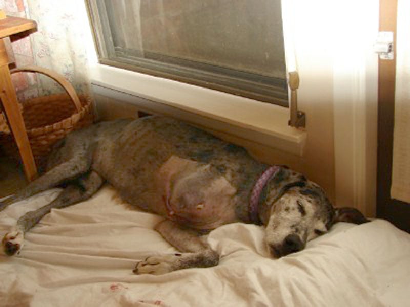 Myrtle Three Legged Dog Post surgery