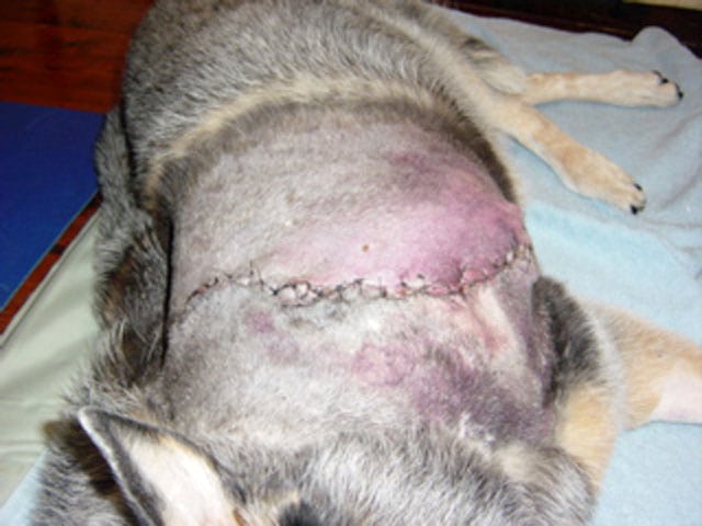 surgery scar of three legged dog Mate after amputation
