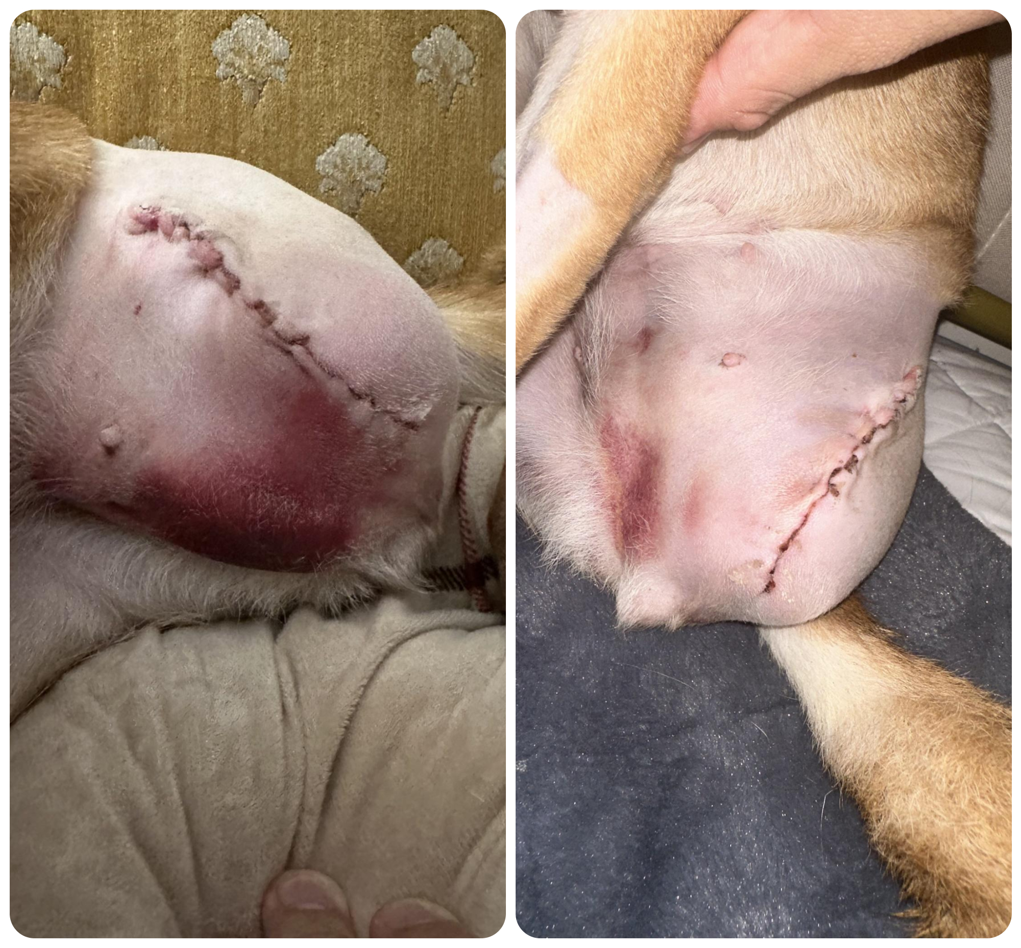 Willow Before and After Dog Amputation Bruise