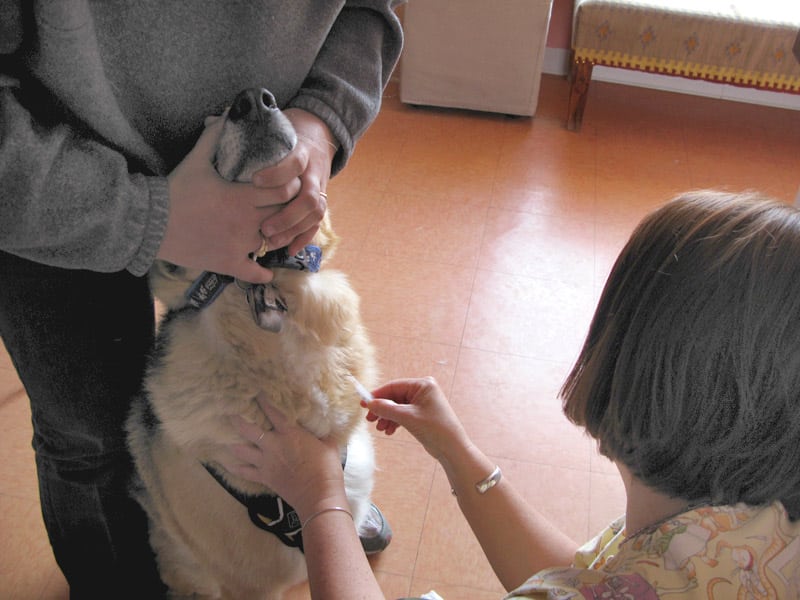 Canine Cancer Treatment Blood Draw at Vet Cancer Care Clinic