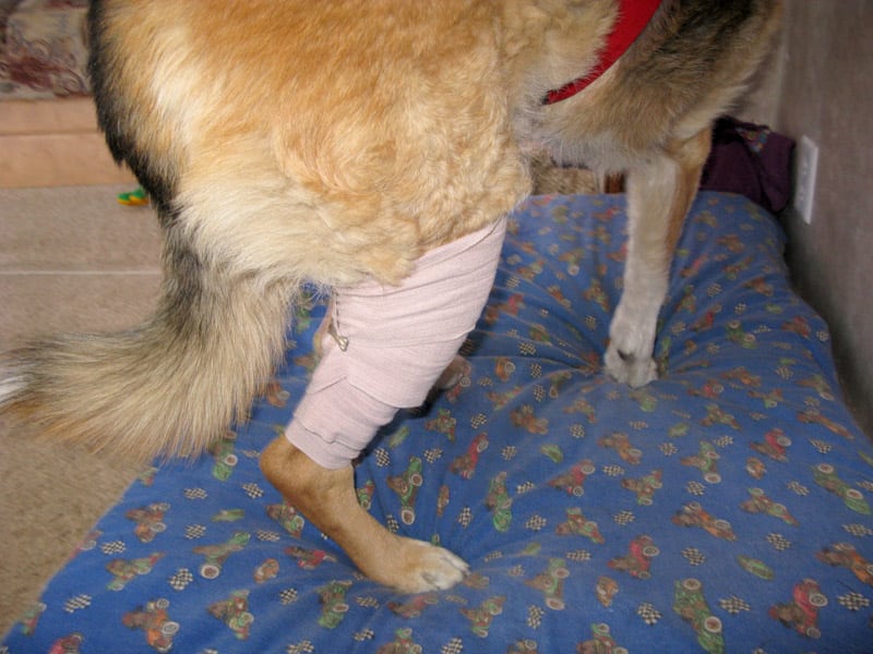 Ace Bandage on Dog Knee for ACL Tear