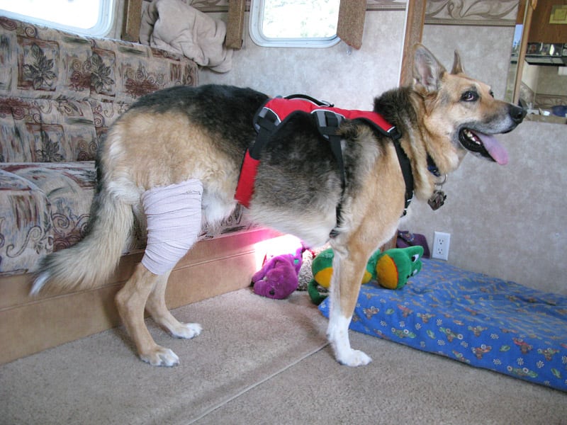 Ace Bandage provides temporary support for dog ACL injury.
