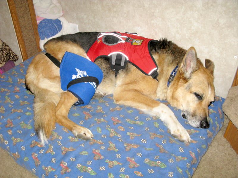 Hot Cold Pain Relief Pack Helps Torn ACL on Three Legged Dog