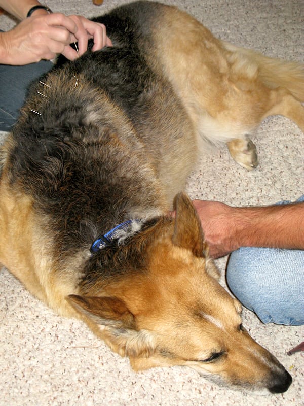 Jerry Dog gets Accupuncture in Durango 