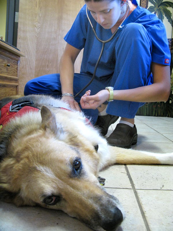 Canine cancer check up by Monique for Jerry