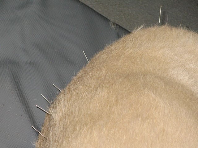 Acupuncture for Lobo at Cal Animal Rehab