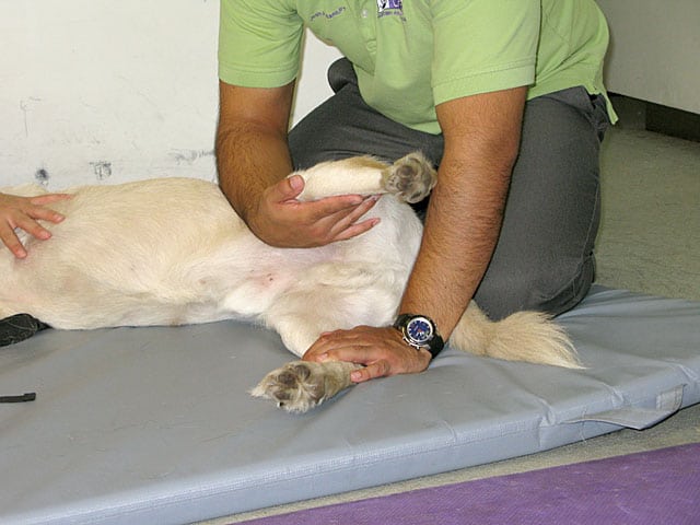 Rehab Therapy for for Lobo at CARE