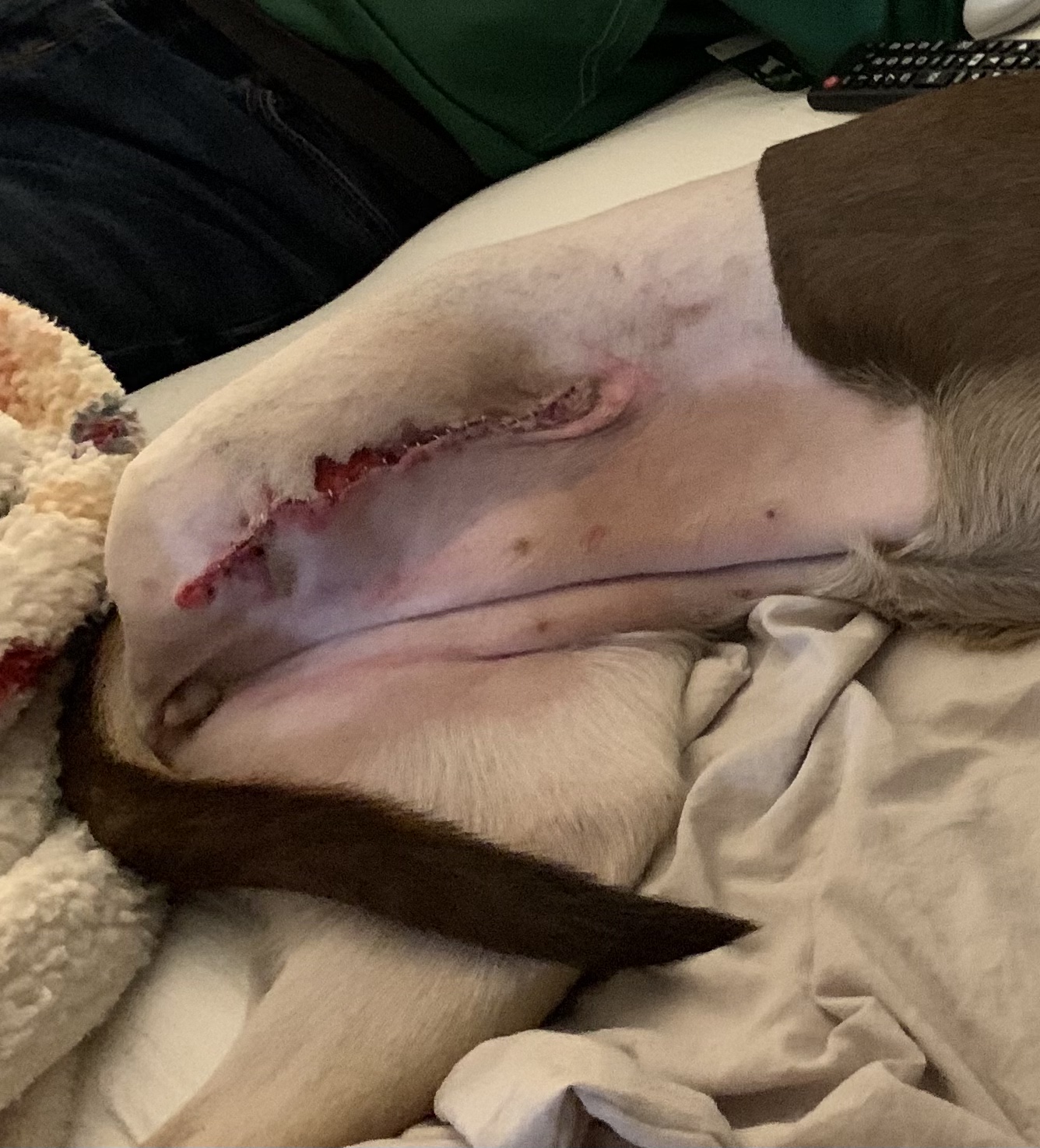 dog amputation incision