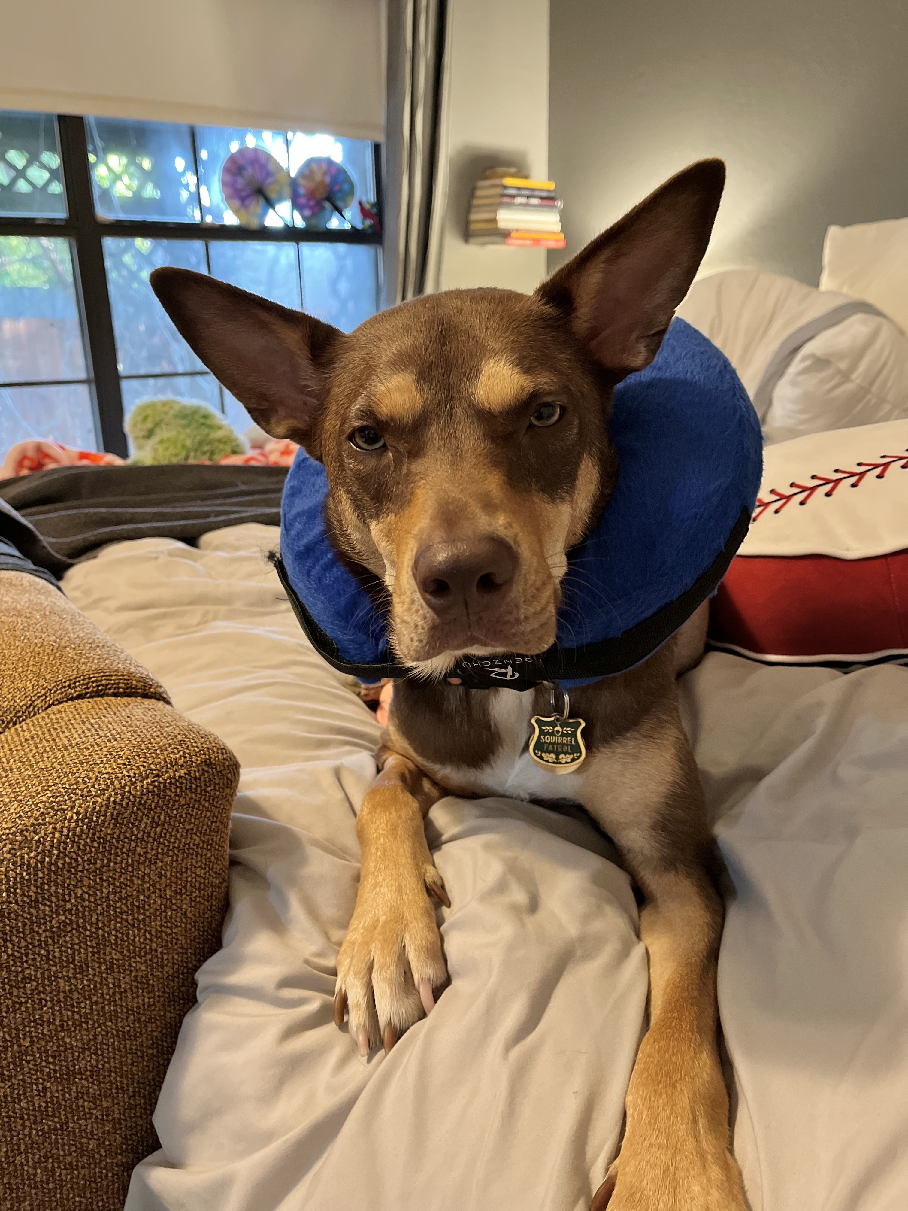 Whiskey after amputation surgery