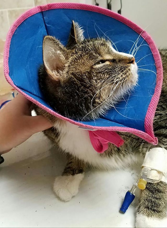 post-amputation pain in cats post-amputation pain in cats