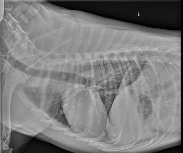 Tripawd, pet cancer, oncology, metastasis, lungs, osteosarcoma, CT scan
