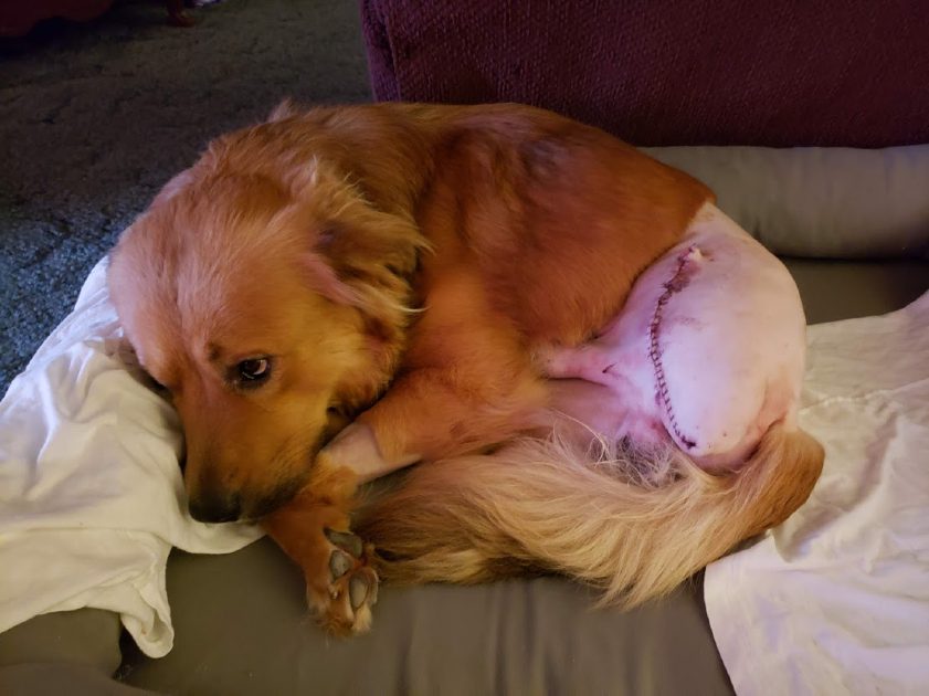 Rescue Dog Amputation Recovery