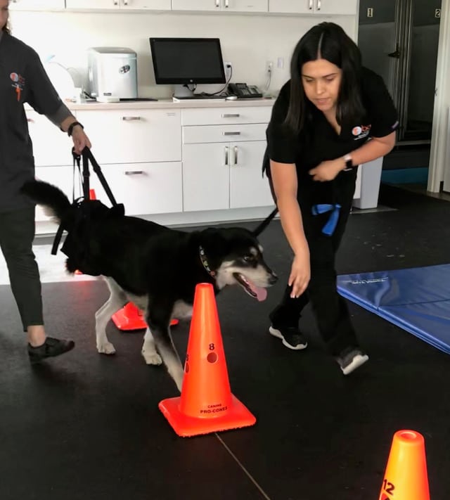 Tripawd Exercise Therapy