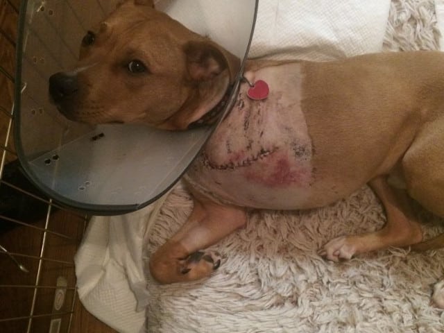 Dog amputation incision