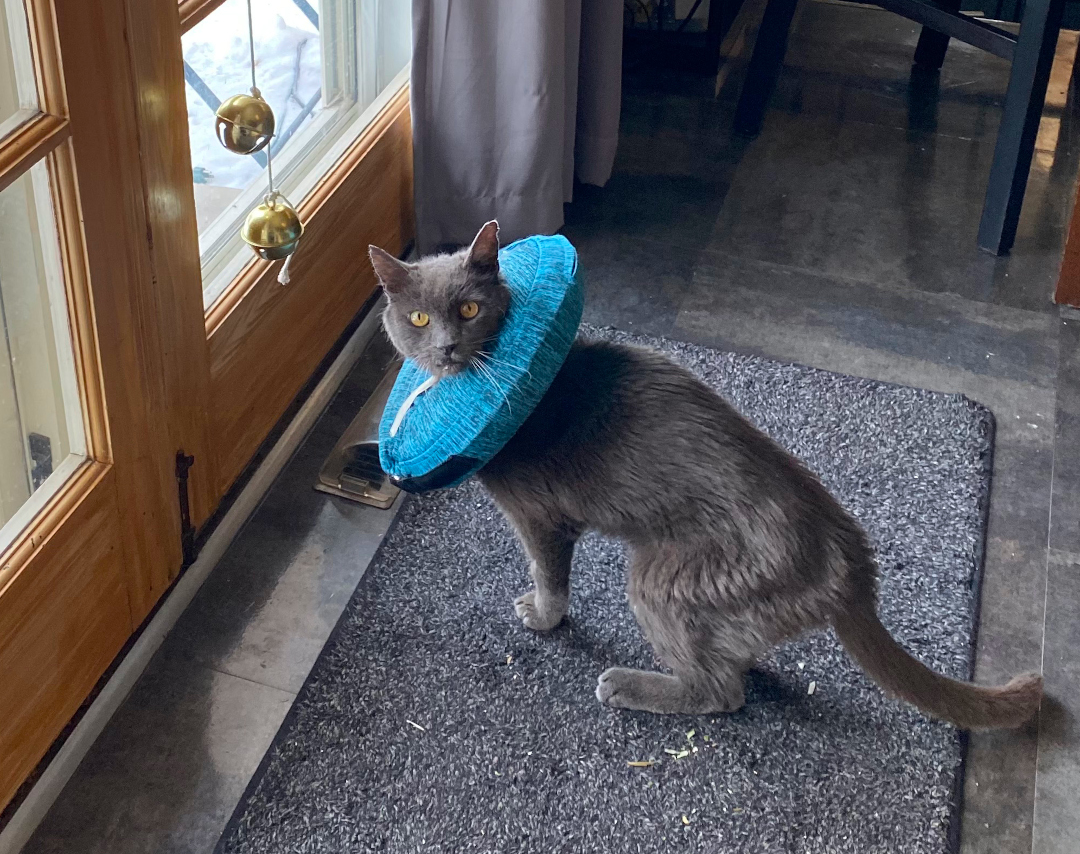 Three legged senior cat Jack with recovery cone wants to go outside