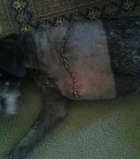 Millie's Amptation incision