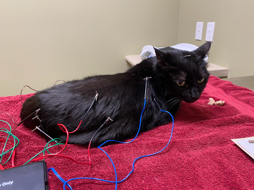 Tripawd Cat Acupuncture