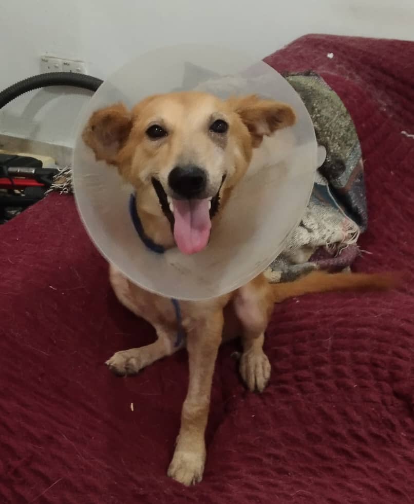 Tripawd Ria Recovers from Amputation Surgery in Malaysia