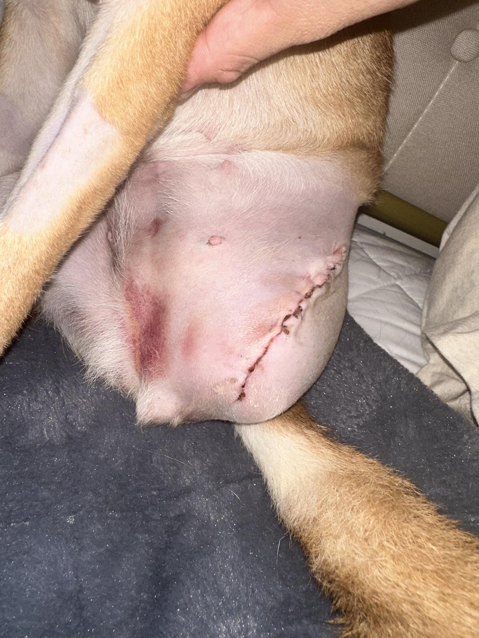 Willow Immediate Post-Op Dog Amputation Bruise