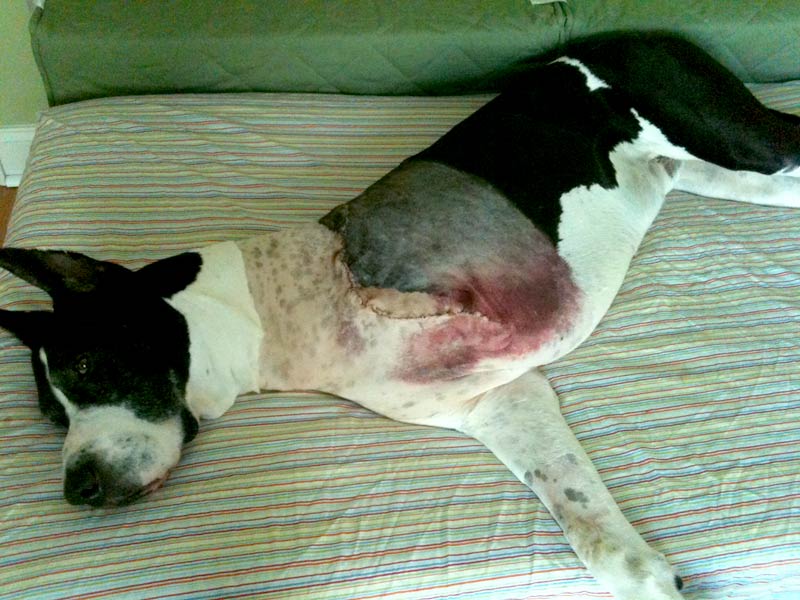 Thre Legged Great Dane Atlas Healing Three Days After Surgery